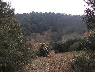 nte Ilice-20110120 026